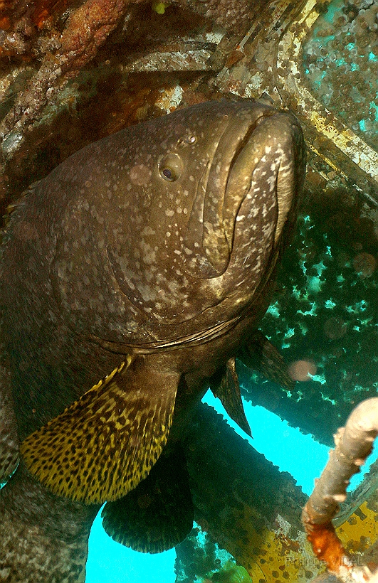 Sipadan_2015_Loche ou Merou geant_Epinephelus lanceolatus_IMG_2614_rc.jpg